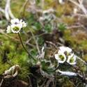 Draba lactea. Small white flowers with green centers.